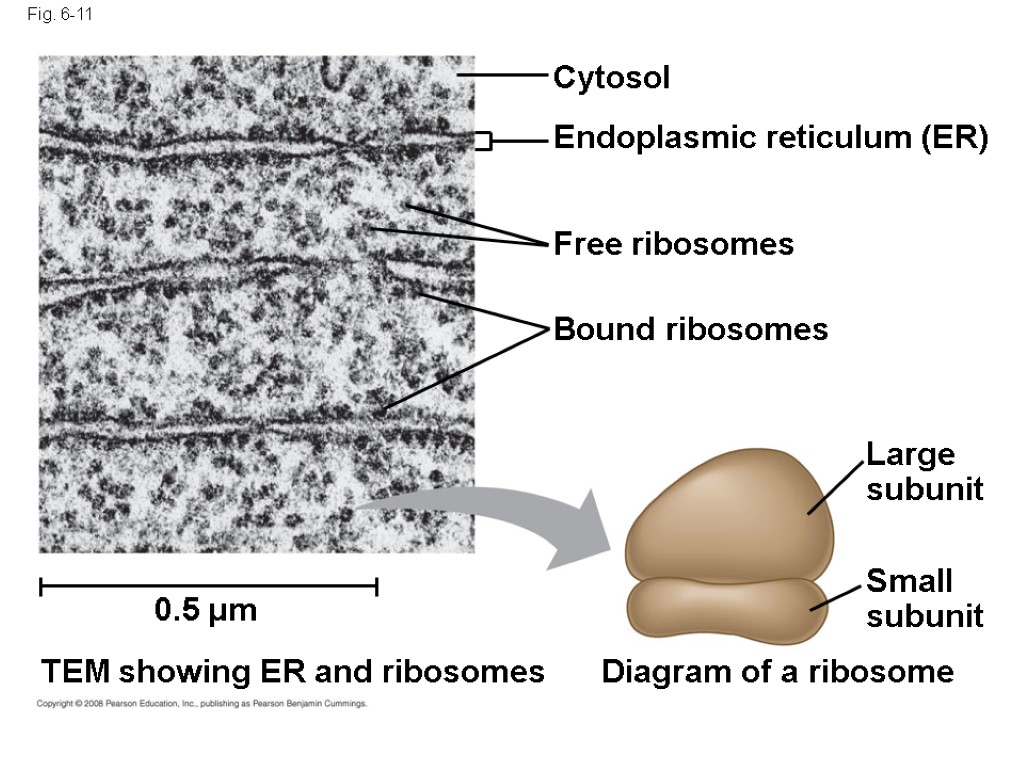 Fig. 6-11 Cytosol Endoplasmic reticulum (ER) Free ribosomes Bound ribosomes Large subunit Small subunit